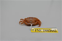 藏品(平背蜞)的圖片